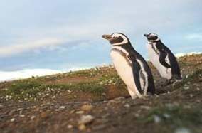 Regent Seven Seas Cruises' All-Inclusive Voyages Reveal the Rich Beauty and Diverse Culture of South America