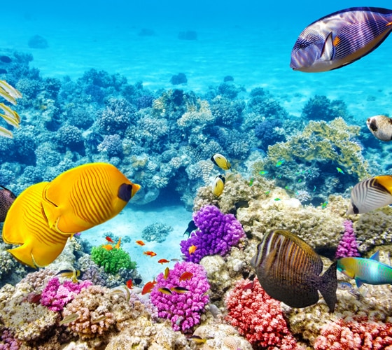Great Barrier Reef Adventure