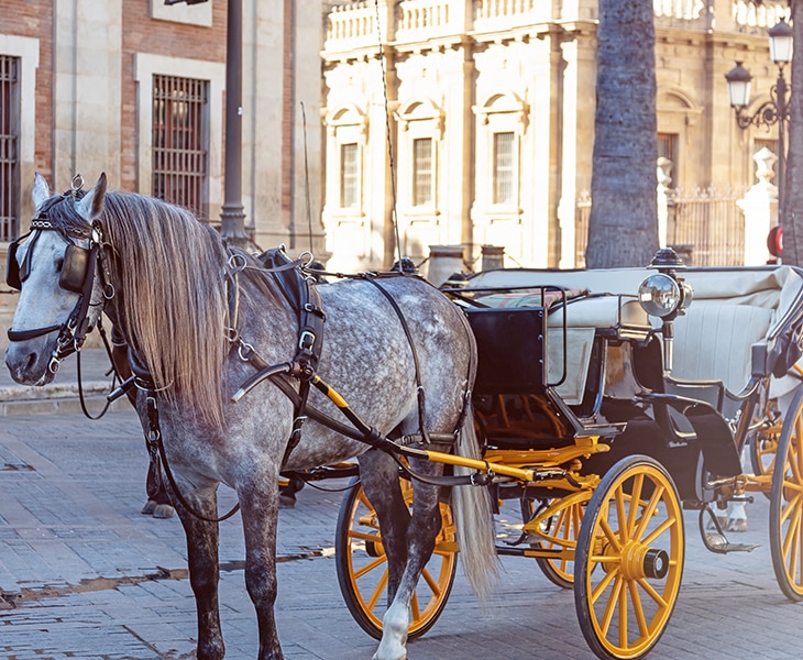 HORSE CARRIAGE PANORAMIC RIDE