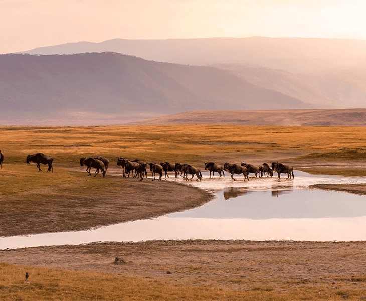 Pre- and Post-Cruise Hotel Programs