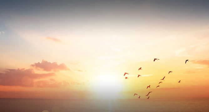 birds flying over a colorful sunset over the horizon where the sky meets the ocean