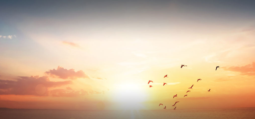 birds flying over a colorful sunset over the horizon where the sky meets the ocean