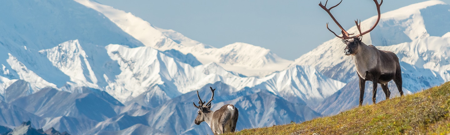 View Alaska Cruises