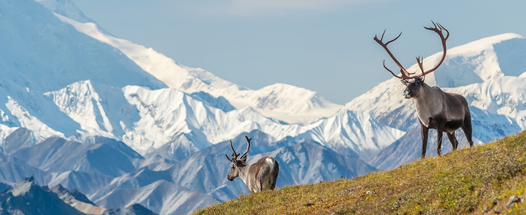 View Alaska Cruises