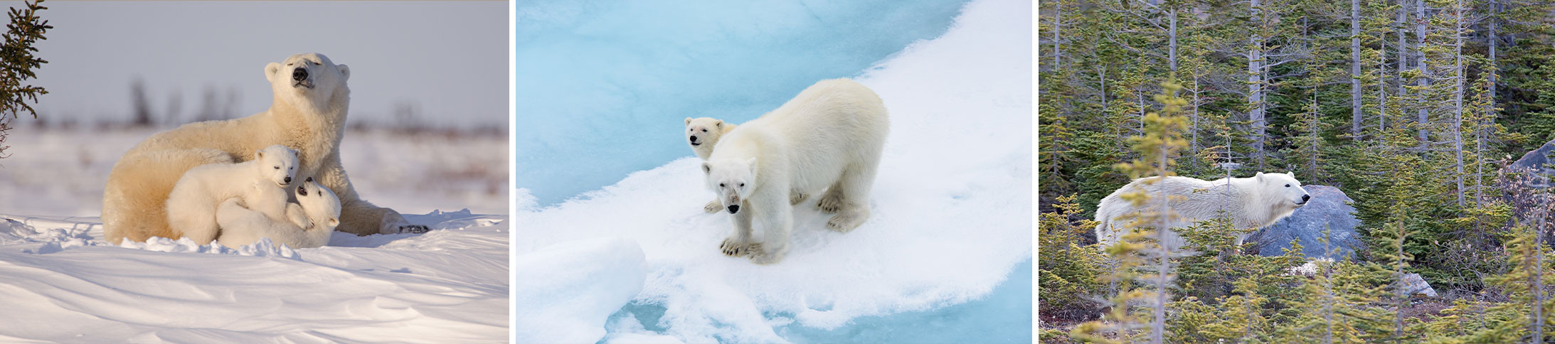 Polar Bear Snapshots in the Wild