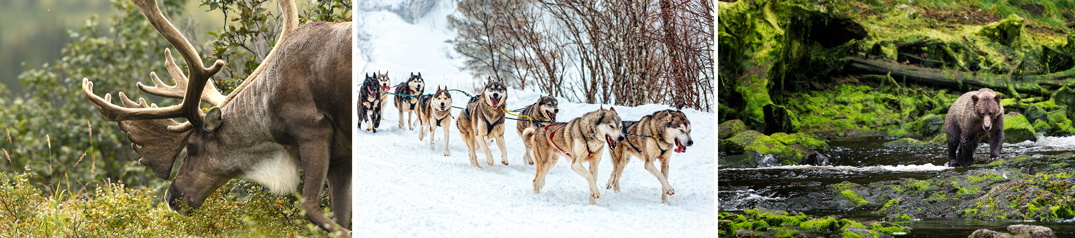 The Amazing Animals of Alaska