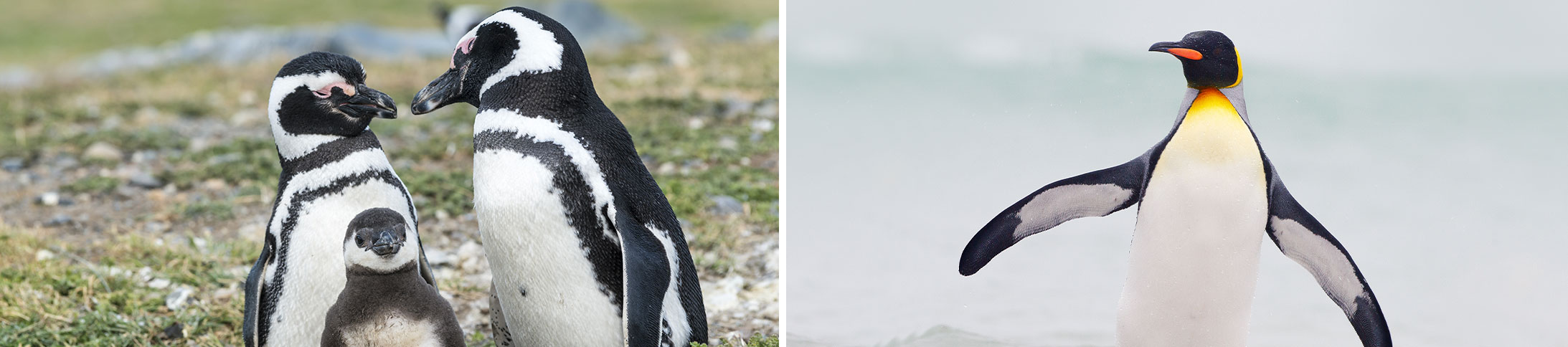 Birding Around the World: Penguins of South America