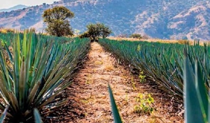 THE DOMESTIC HISTORY                                                OF AGAVE