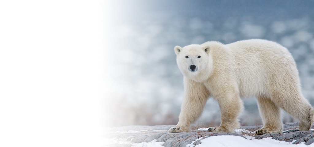 Alaska Land Program: Polar Bear Snapshots in the Wild