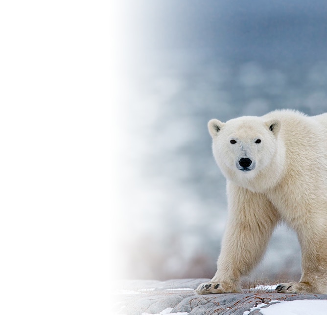 Alaska Land Program: Polar Bear Snapshots in the Wild