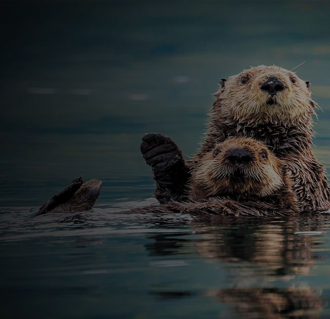 Otter This World | Regent Seven Seas Cruises