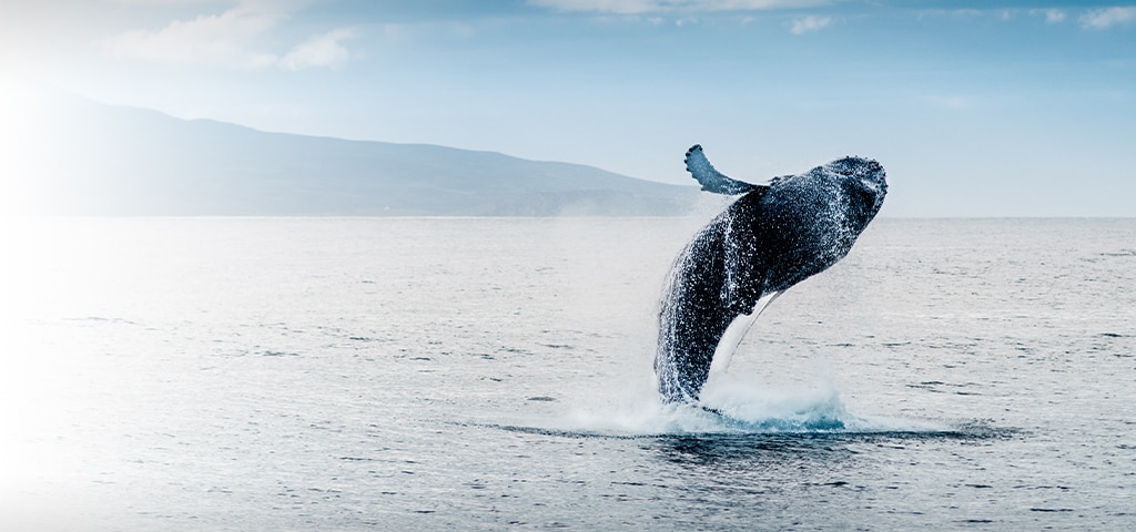 The Amazing Animals of Alaska