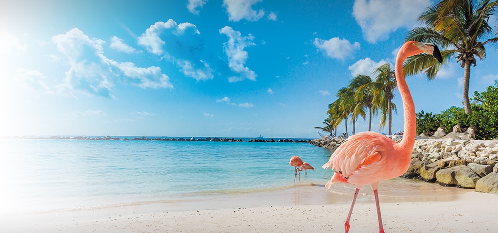 Aruba's Pink Sand Beach