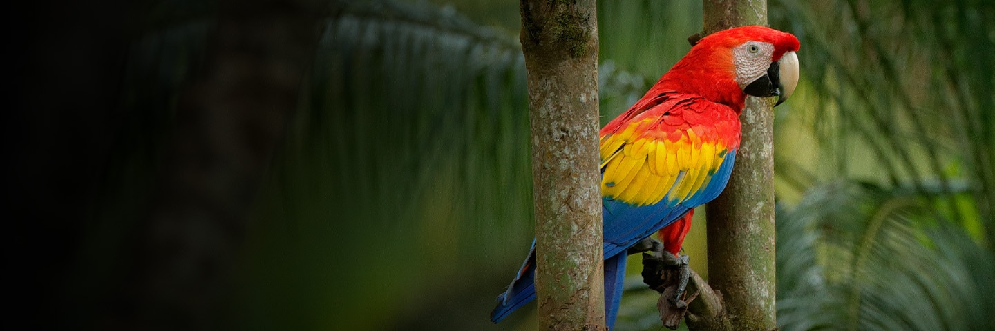 Discover Costa Rica's Caribbean Culture 