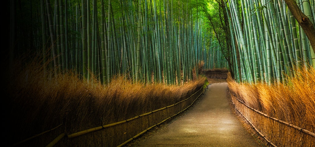 Kyoto's Emerald City: A Sanctuary of Natural Wonder