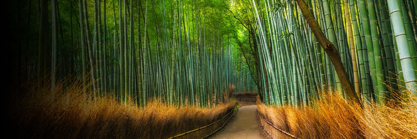 Kyoto's Emerald City: A Sanctuary of Natural Wonder