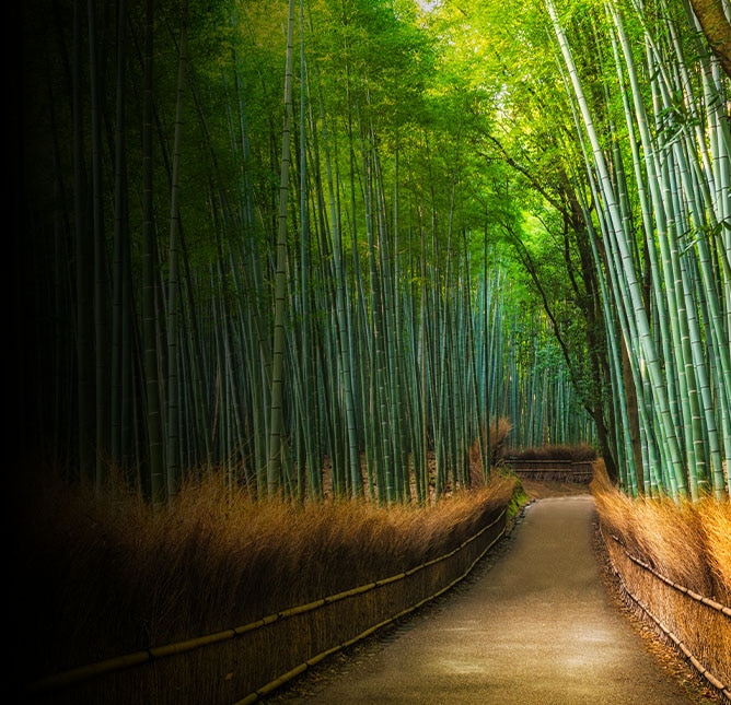 Kyoto's Emerald City: A Sanctuary of Natural Wonder